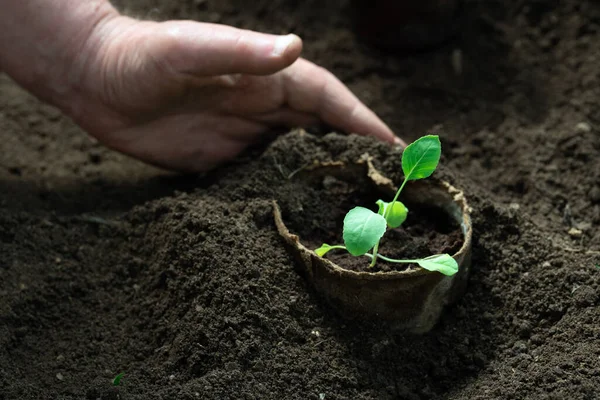 Χέρι Κηπουρού Φύτευση Λαχανικών Λάχανο Σπορόφυτα Που Καλλιεργούνται Γλάστρες Τύρφης — Φωτογραφία Αρχείου
