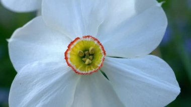 Çiçek açan narsisli çiçek rüzgarda sallanıyor. Yaklaş.