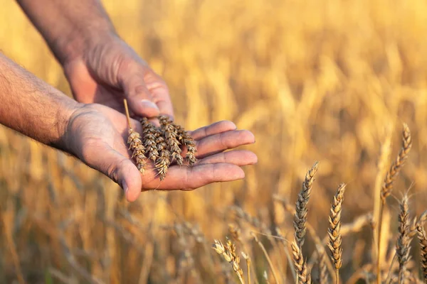 Manos Granjero Sosteniendo Espigas Trigo Maduras Campo Trigo Soleada Noche — Foto de Stock