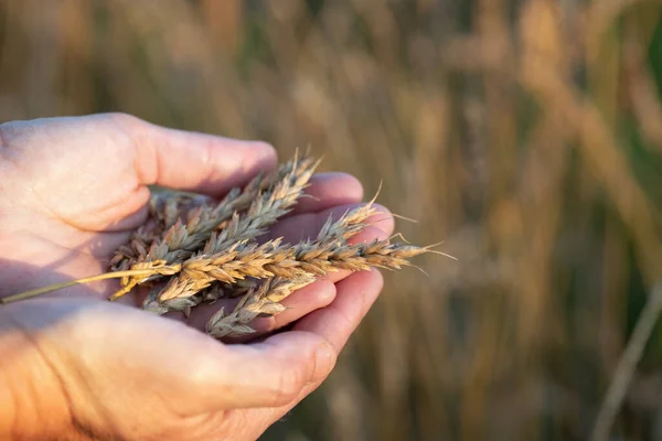 Протирати Пшеничні Вуха Лежать Жіночих Руках Пшеничним Полем Фоні Влітку — стокове фото