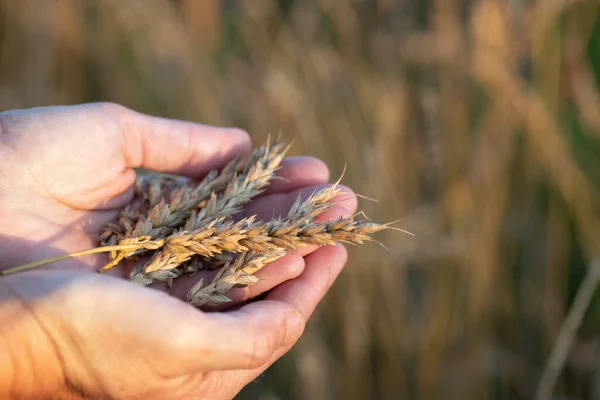 Espigas Maduras Trigo Manos Femeninas Con Campo Trigo Fondo Verano — Foto de Stock