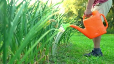 Bahçıvan yaz akşamları plastik sulama kutusu kullanarak bitkileri suluyor.