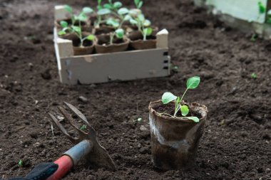 Sebze tohumu bir turba tenceresinde, çapa da serada sebze ekerken.