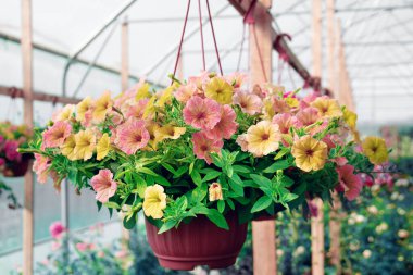 Petunya çiçekleri serada asılı bir tencerede