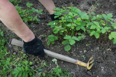 Bir kadın çapayla çilek çalısı çapalıyor.