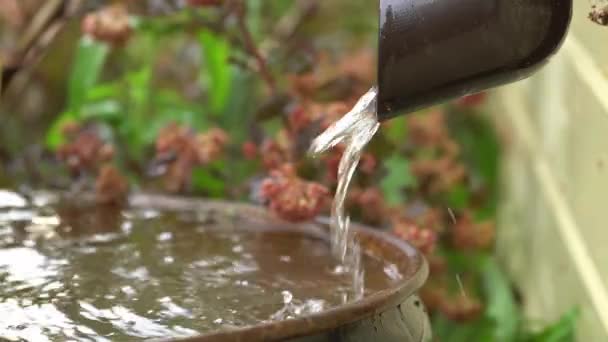 Rain water flows to a metallic barrel from a plastic drainpipe after the rain — Stock Video