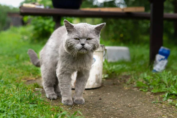 Doente britânico gato de cabelo curto com descascamento de lã ao ar livre no verão — Fotografia de Stock