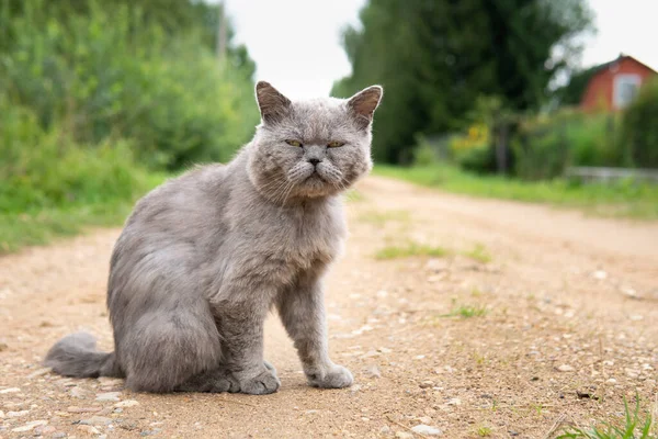Masculino britânico gato de cabelo curto sentado na estrada da aldeia no verão — Fotografia de Stock