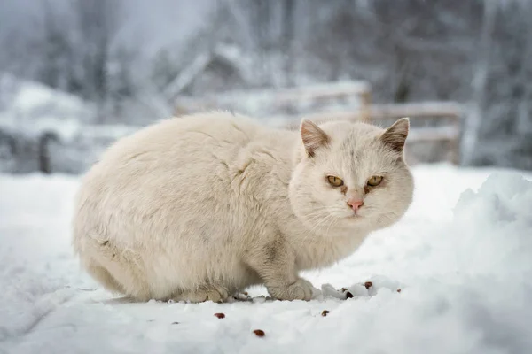 Gato Rafeiro Branco Sem Teto Come Pedaços Comida Seca Neve — Fotografia de Stock