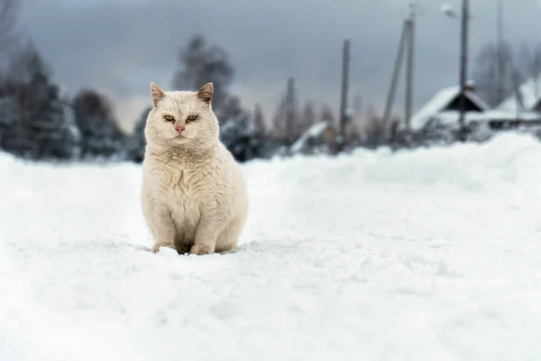 Sem Teto Mgrel Gato Branco Senta Estrada Aldeia Nevada Dia — Fotografia de Stock