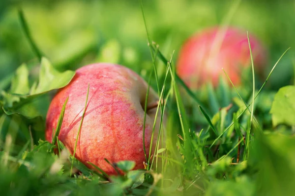 Mela Rossa Caduta Sull Erba Primo Piano Nel Giardino All — Foto Stock