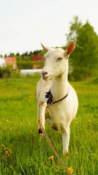 Funny white goat with raised leg on the green pasture — Stock Photo, Image