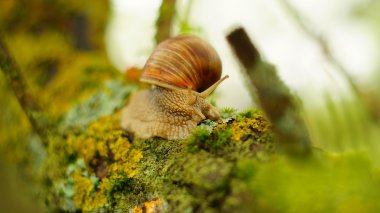 Yosunlu ağaç üzerinde büyük üzüm salyangoz