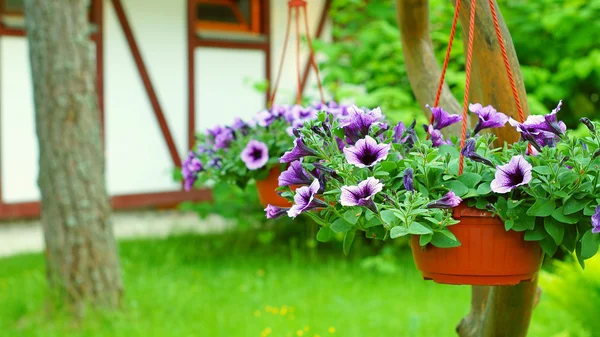 Cestas penduradas com flores de petúnia — Fotografia de Stock