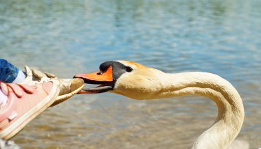 Çocuk ayak beyaz kuğu ısırıkları