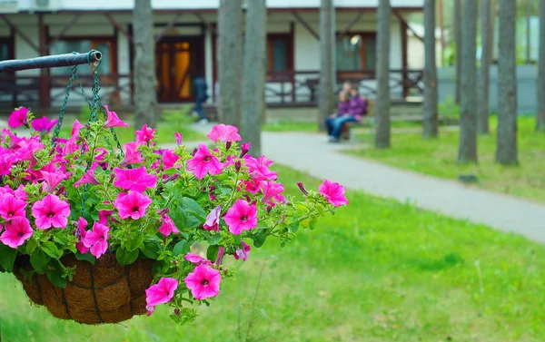 Petunia in a flowerpot with family sitting on the bench on the background — Stock Photo, Image