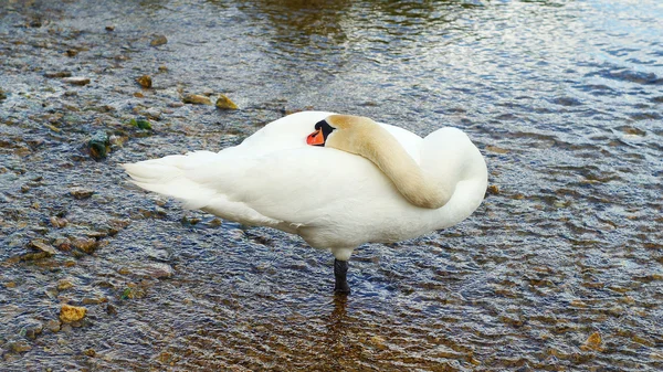 Cisne blanco en una sola pierna —  Fotos de Stock