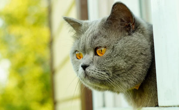 Bom britânico gato de cabelo curto espreitando pela janela — Fotografia de Stock
