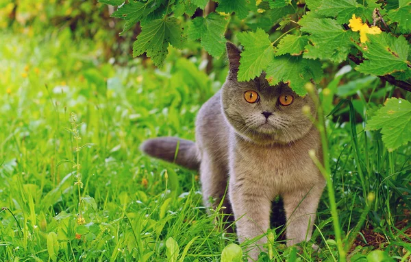 Britânico gato de cabelo curto mentira em emboscada — Fotografia de Stock