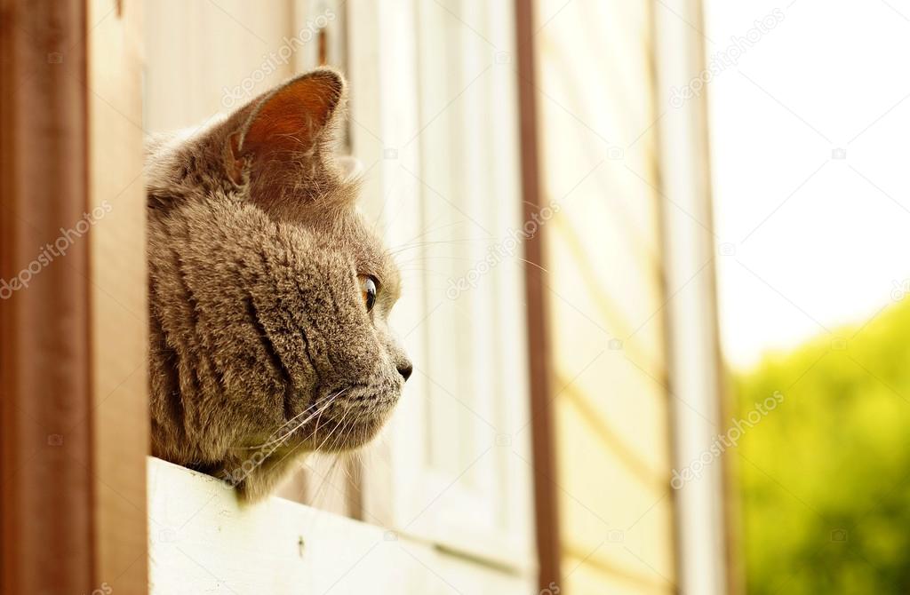 British short hair cat peering out of the window