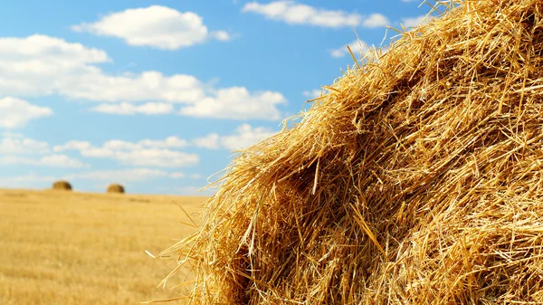 Des gerbes de foin dans les champs — Photo