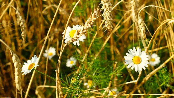 Fleurs de camomille — Photo