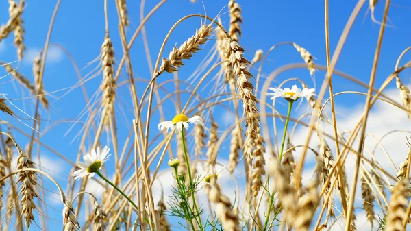 Madeliefjebloemen en oren van tarwe op blauwe hemelachtergrond — Stockfoto