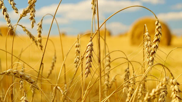 Orejas de trigo con gavillas de heno al fondo — Foto de Stock