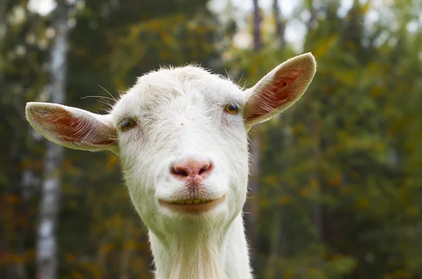 Face of the funny goat — Stock Photo, Image