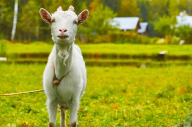 Mera üzerinde azgın keçi