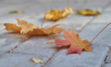 kaldırıma düşmüş akçaağaç yaprakları