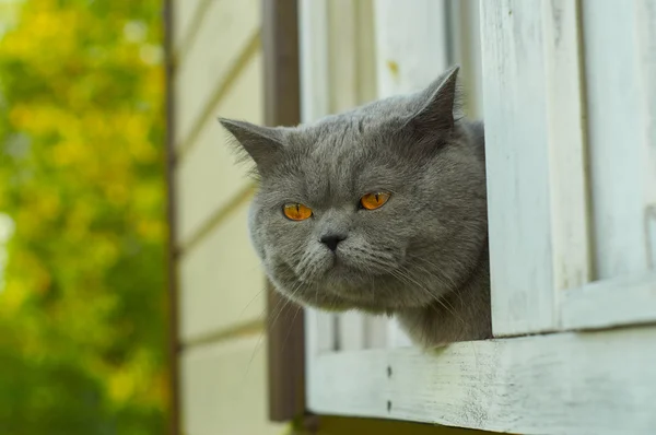 Chat à poil court britannique pourchassant après le mais de la fenêtre du chalet — Photo