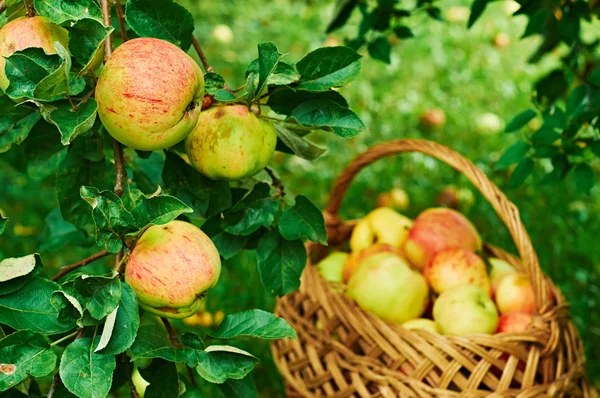 Raccolta di mele — Foto Stock