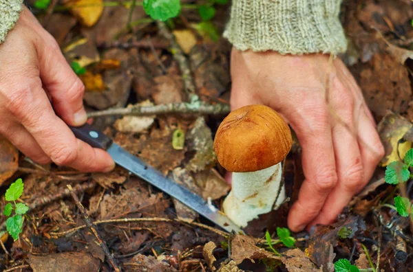Vyjmutí osika houby — Stock fotografie