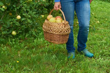 Bir sepet elma dolu tutan kot giyen kadın