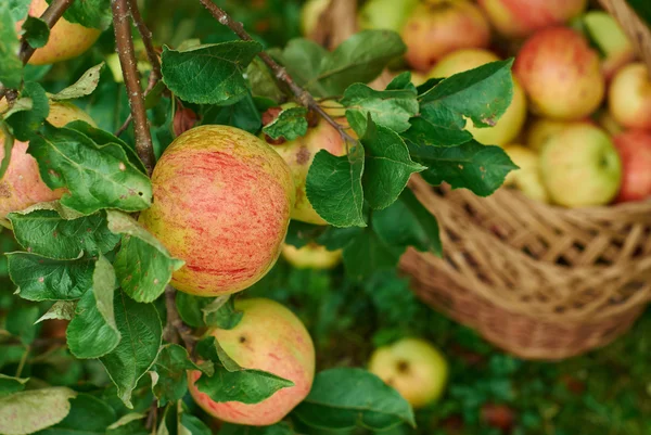 Harvest of apples in the country Stock Picture