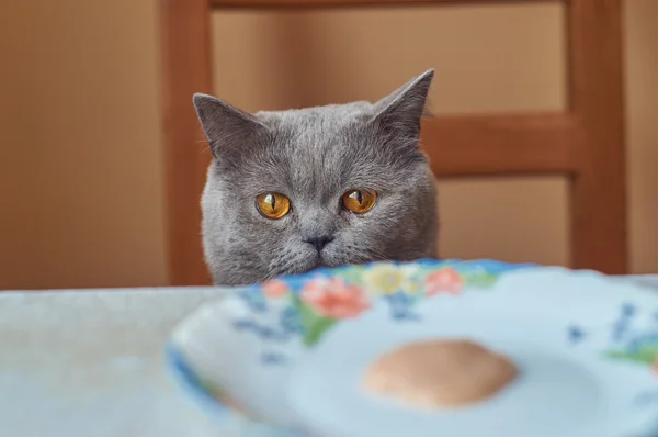 Nice grey cat sitting at the table and looking at the camera — Stock Photo, Image