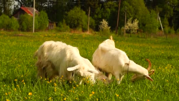 Chèvres blanches pâturant sur la prairie verte — Video