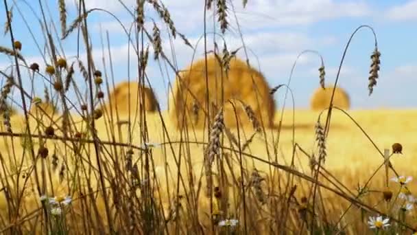 Orejas de trigo balanceándose al viento sobre el telón de fondo de fardos de heno — Vídeo de stock