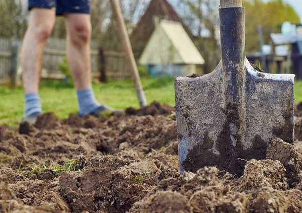 Teelt van de tuin bedden — Stockfoto