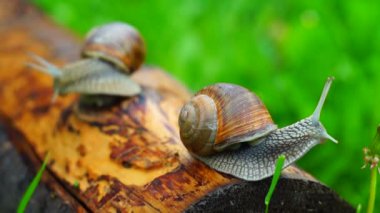 Üzüm salyangoz yalancı ışın sürünen