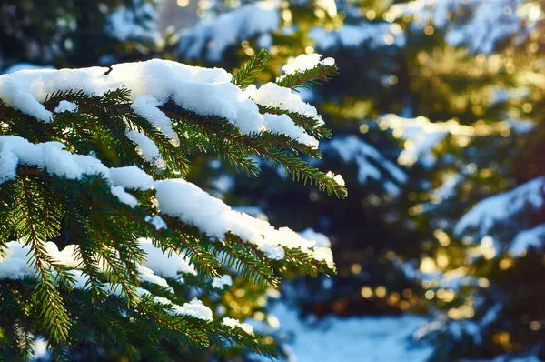 Śnieg na gałęzie jodły — Zdjęcie stockowe