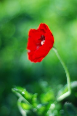 Yeşil bokeh arka plan bulanık kırmızı haşhaş çiçekleri