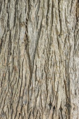 Ağaç kabuğu dokusu