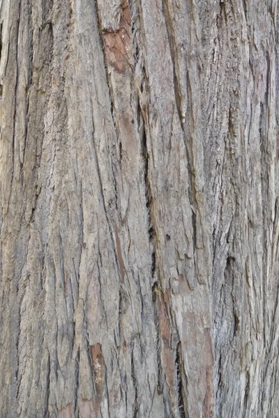 Tree Bark Texture — Stock Photo, Image