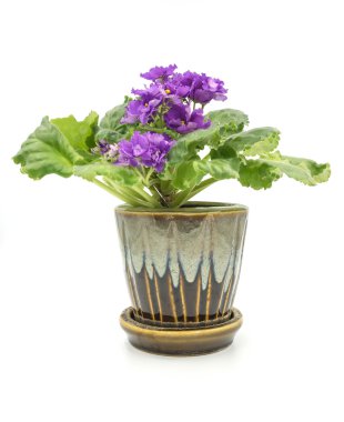African Violet beyaz arka plan üzerinde izole.