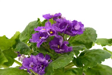 African Violet beyaz arka plan üzerinde izole.