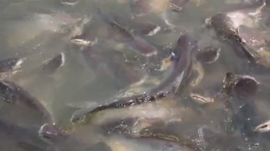 yanardöner köpek balığı balık Tayland river