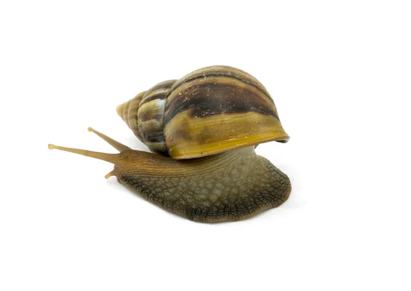 Caracol aislado sobre fondo blanco — Foto de Stock