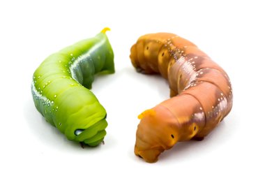 Caterpillar beyaz arka plan üzerinde